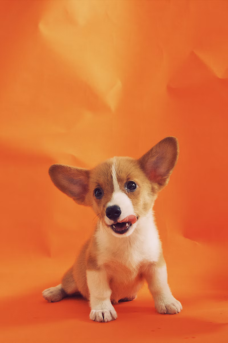 Ração para Cães Sênior (10kg)